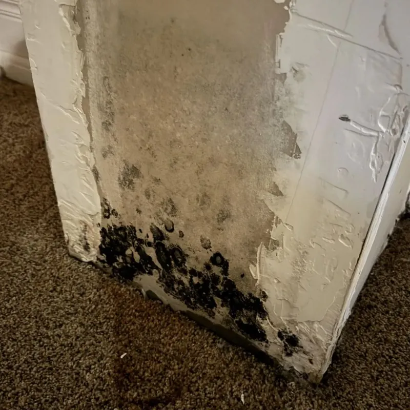 Professional Mold Removal in Crystal Springs, FL